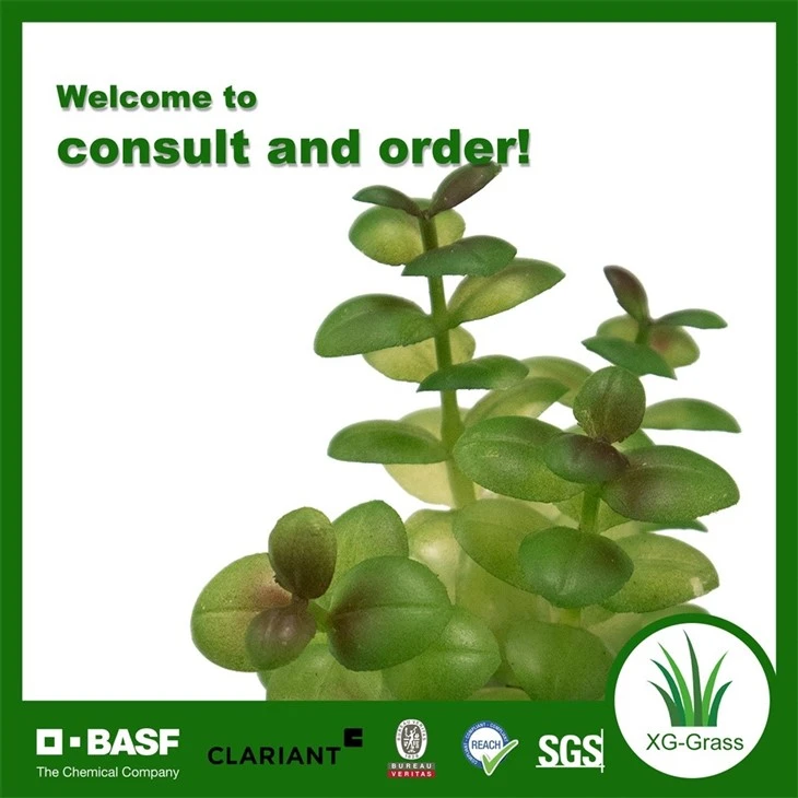 Xingu Unique Succulent Planters To Brighten Up Your Home Decor suppliers
