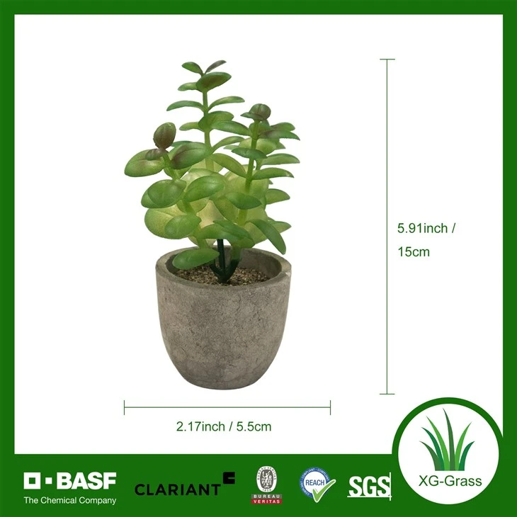 Xingu Unique Succulent Planters To Brighten Up Your Home Decor suppliers